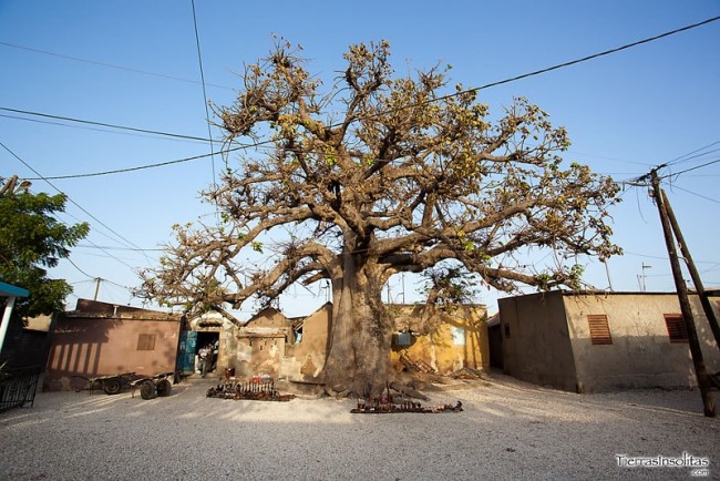 baobab en joal fadiouth senegal