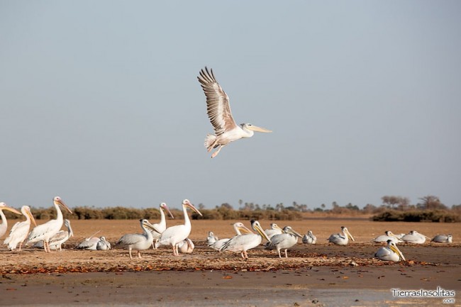 iles aux oiseaux ndangane