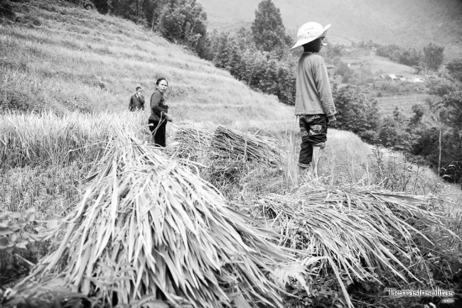 recogida del arroz en sapa
