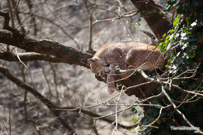 lince karpin abentura valle de carranza