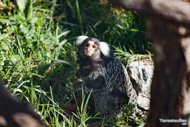 pequeno primate qué hacer en el valle de carranza