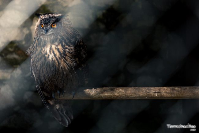 rapaces nocturnas karpin abentura carranza