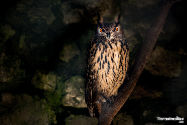 rapaces nocturnas karpin abentura valle karrantza