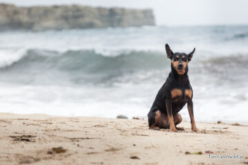 playas para perros en portugal