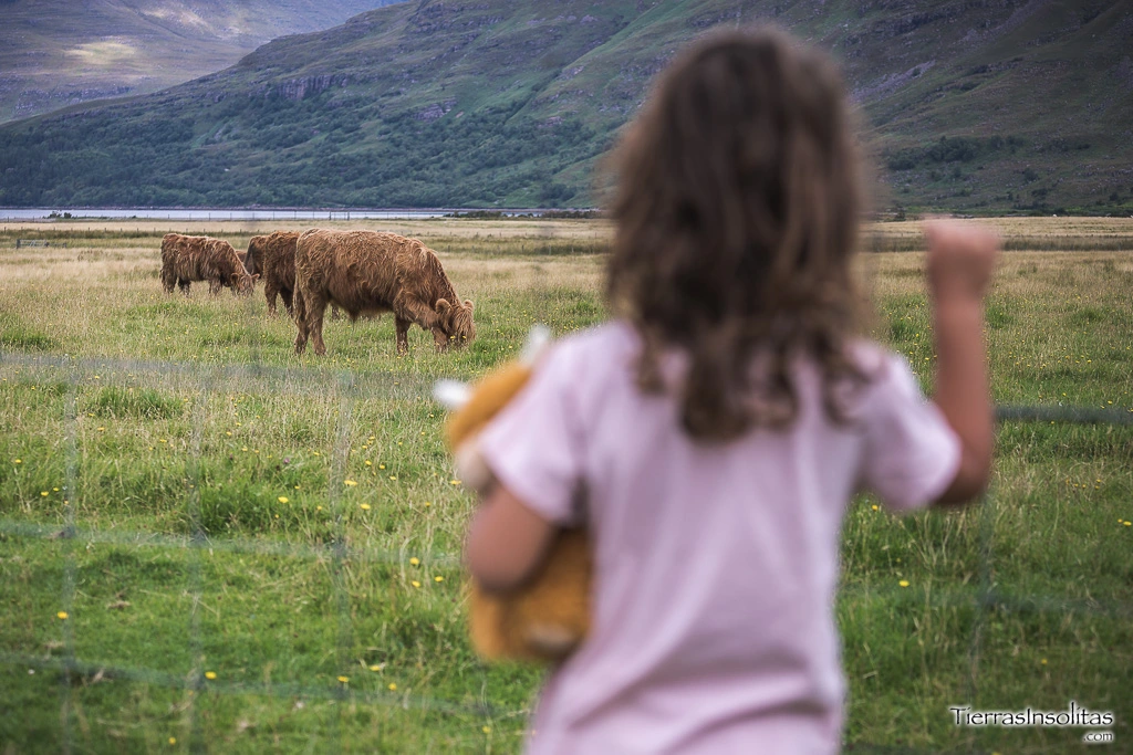 vacas peludas en escocia